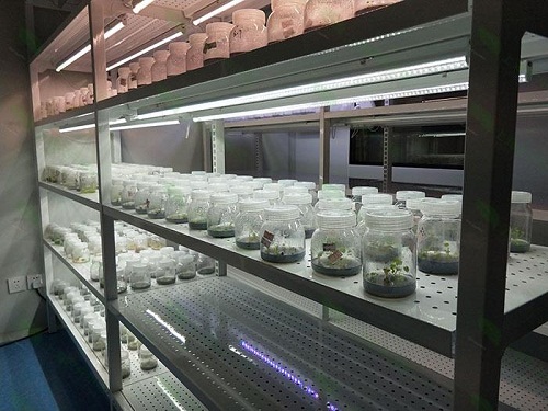 白沙植物组织培养实验室设计建设方案